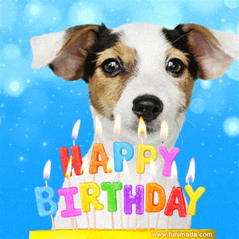 dog birthday gifs|happy belated birthday dog images.